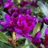 Rhododendron polarnacht: opis sorte, zimska otpornost, fotografija